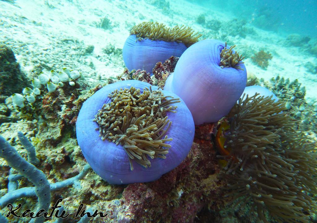 Kaafu Inn Guraidhoo Гурайдо Экстерьер фото
