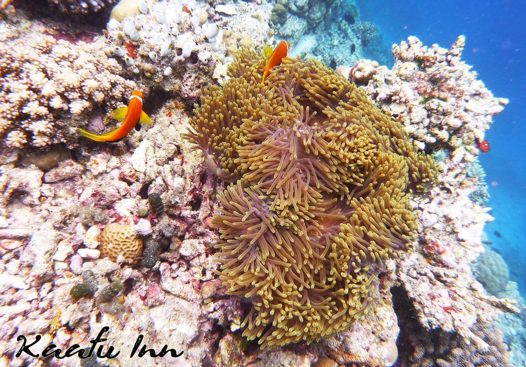 Kaafu Inn Guraidhoo Гурайдо Экстерьер фото