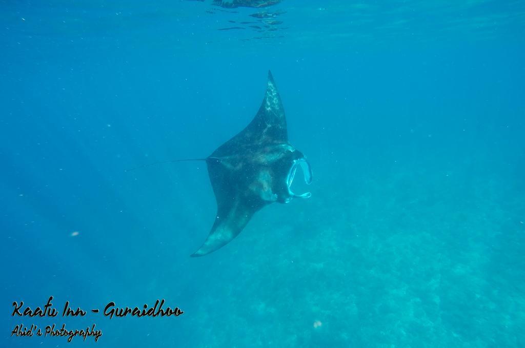 Kaafu Inn Guraidhoo Гурайдо Экстерьер фото